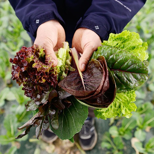 유기농 국내산 모듬 쌈채소 600g 800g 1kg (쌈케일 적오크립 트레비소 적쌈배추 적근대 생채 적겨자 청겨자 쑥갓),편농몰
